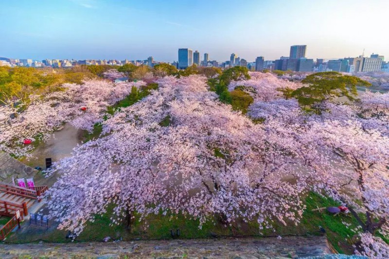 2019日本樱花季：去九州赏早樱、泡温泉、吃美食！                                                                                               日本