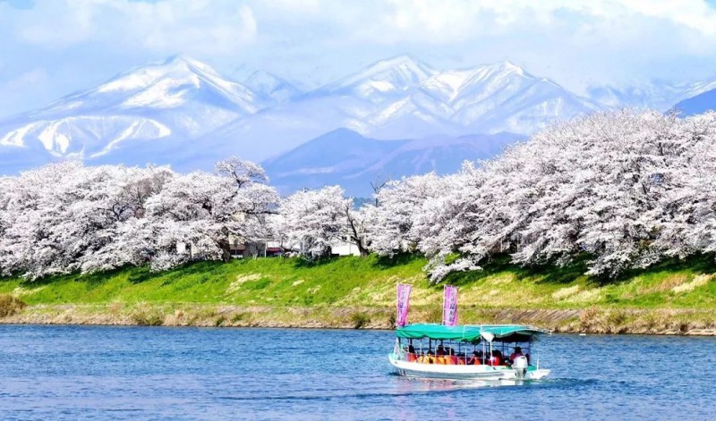 日本樱花攻略：清明小长假去这里，人少樱美，距离还近！                                                                                               日本