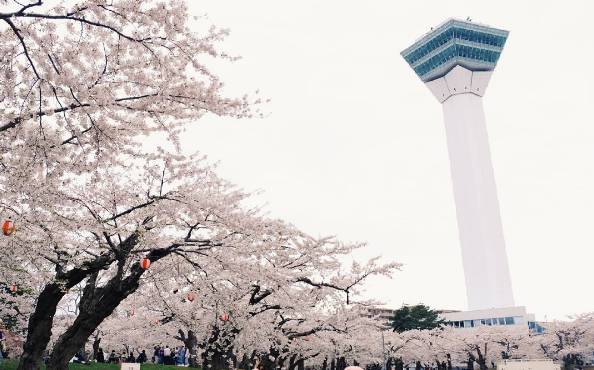五一旅游最佳去处：去北海道看日本最后的樱花                                                                                               日本