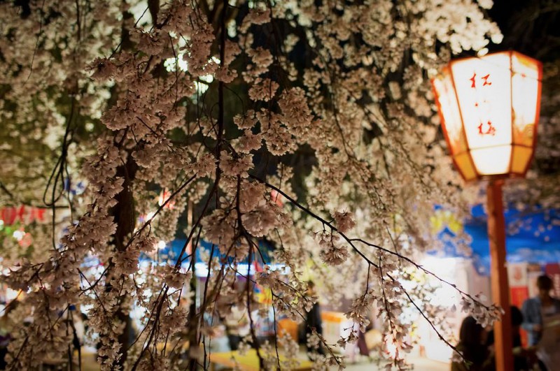 日本旅游攻略：谁说樱花不等人，北海道的樱花可以等你到五月！                                                                                               日本
