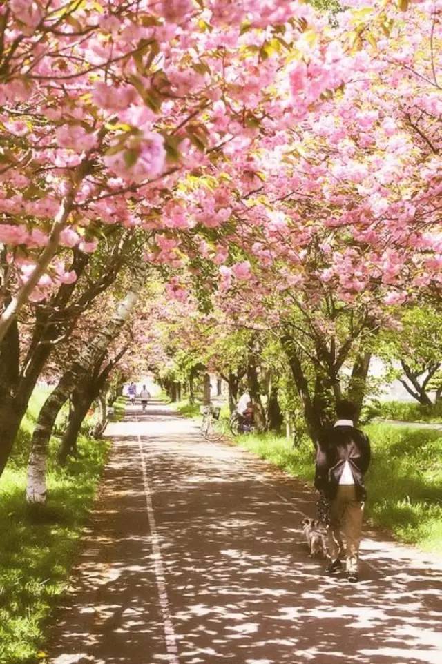 夏与冬的北海道：北海道旅游攻略                                                                                               日本