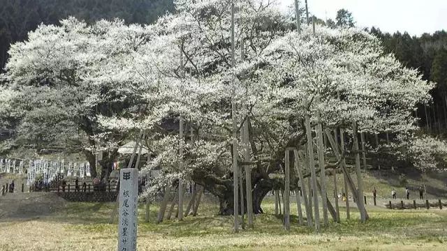 2019日本最全赏樱花攻略：跟着官方预测看遍每片樱花！                                                                                               日本