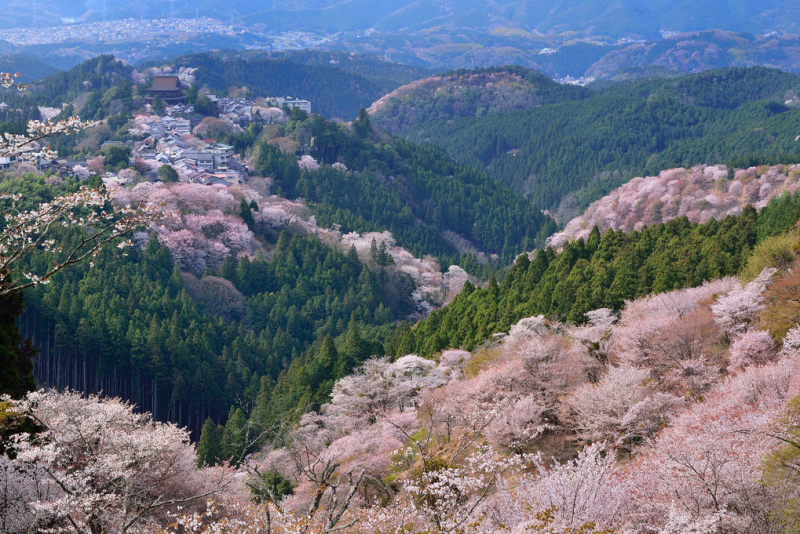 日本的樱花什么时候开？2019日本樱花开放时间预告                                                                                               日本