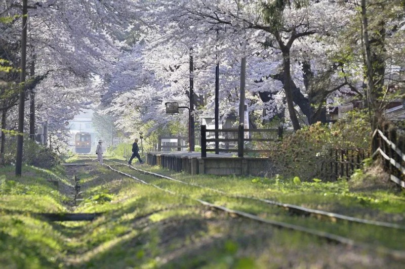 小众癖最爱的日本樱花线路：坐火车、看樱花、泡温泉、吃美食…                                                                                               日本