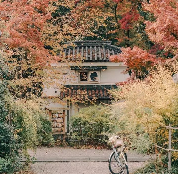红了：10-12月日本秋季赏枫攻略！                                                                                               日本
