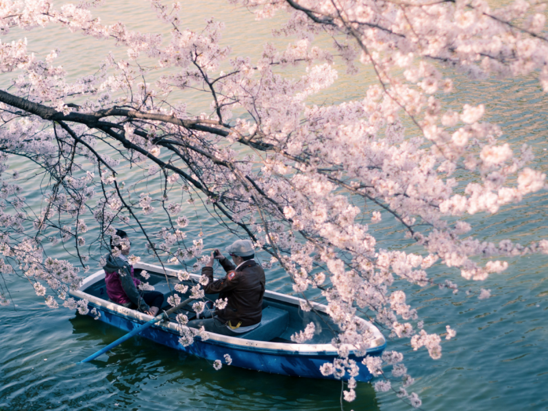 日本的樱花什么时候开？2019日本樱花开放时间介绍                                                                                               日本