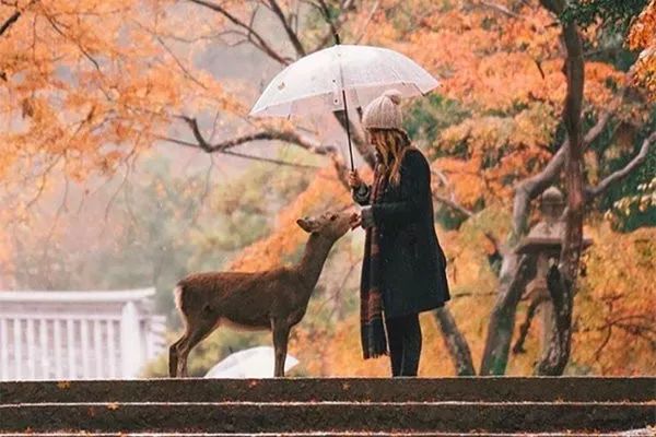 日本枫叶旅游线路：这样的赏枫之旅，只适合2个人！                                                                                               日本