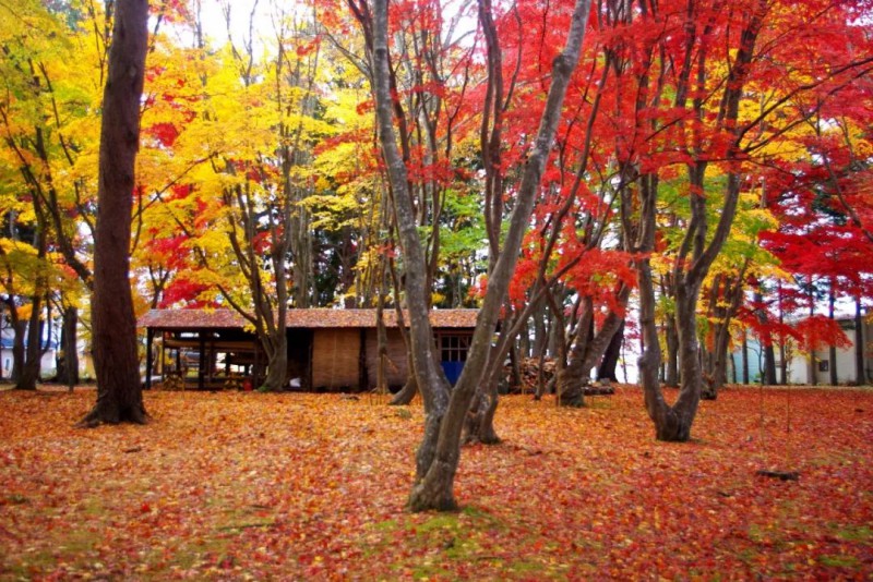 国庆出国旅游首选去日本北海道赏枫攻略                                                                                               日本