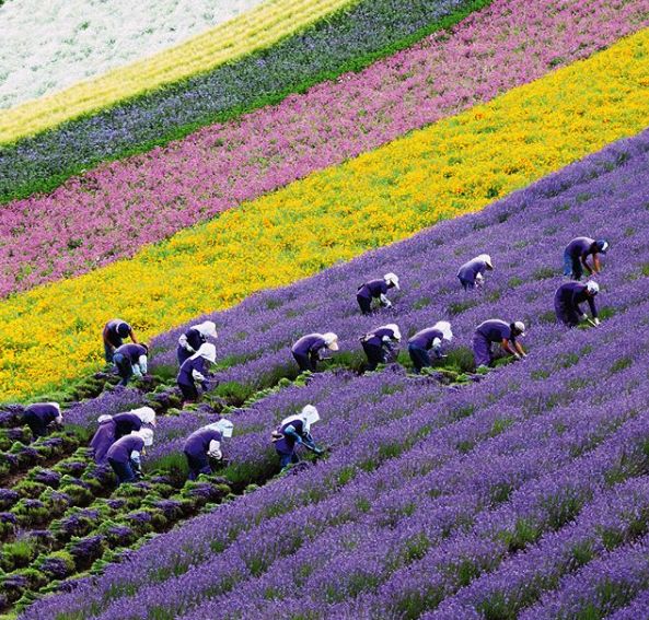 7天包车玩转夏日七彩北海道路线攻略                                                                                                                                  日本