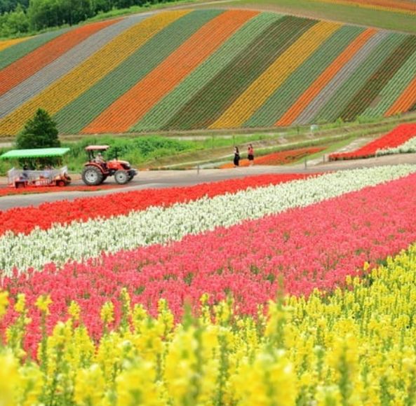 7天包车玩转夏日七彩北海道路线攻略                                                                                                                                  日本