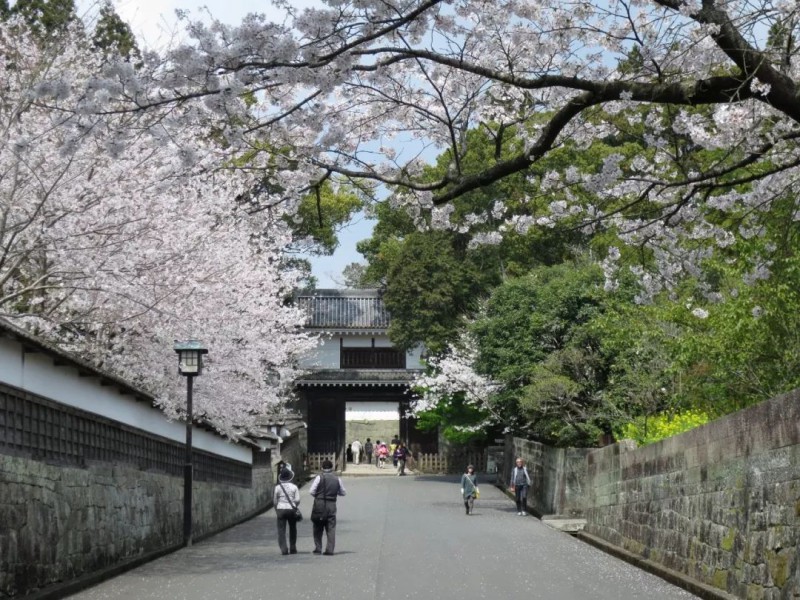 2019日本樱花季：去九州赏早樱、泡温泉、吃美食！                                                                                               日本