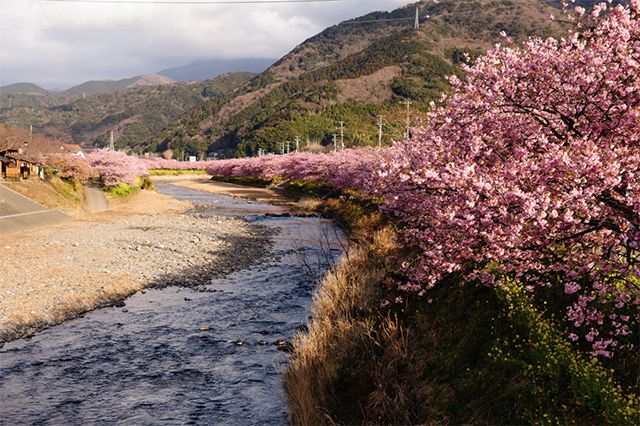 2019日本最全赏樱花攻略：跟着官方预测看遍每片樱花！                                                                                               日本