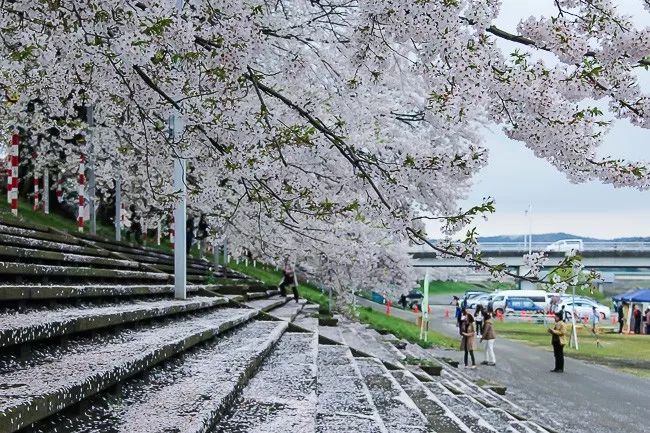 日本樱花攻略：清明小长假去这里，人少樱美，距离还近！                                                                                               日本