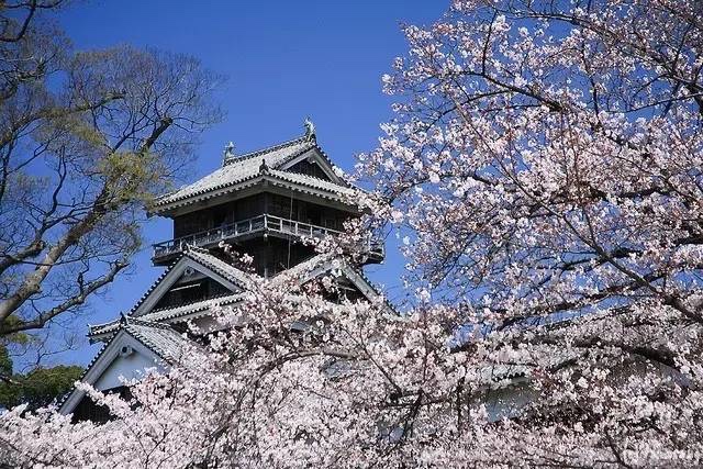 日本最全赏樱花攻略，再也不怕错过日本樱花季！                                                                                               日本