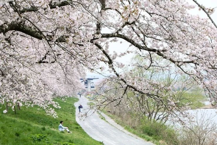 日本樱花攻略：清明小长假去这里，人少樱美，距离还近！                                                                                               日本