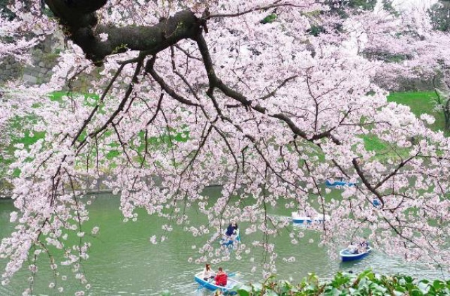 日本最全赏樱花攻略，再也不怕错过日本樱花季！                                                                                               日本