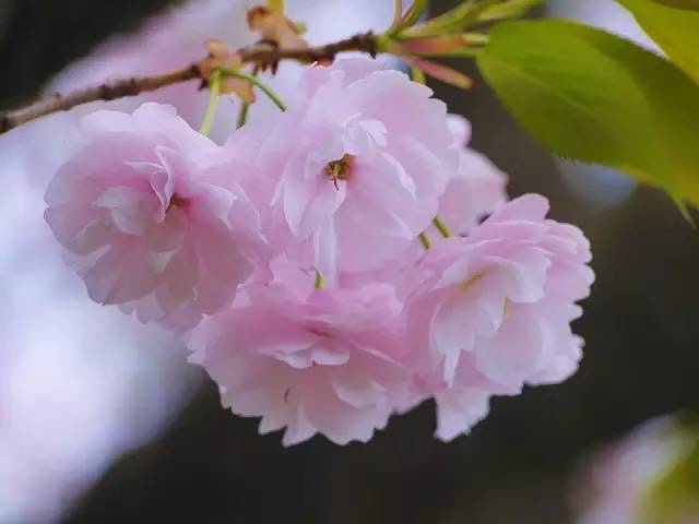 日本最全赏樱花攻略，再也不怕错过日本樱花季！                                                                                               日本