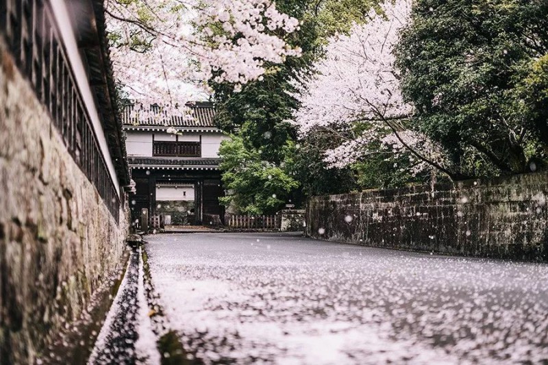 2019日本樱花季：去九州赏早樱、泡温泉、吃美食！                                                                                               日本