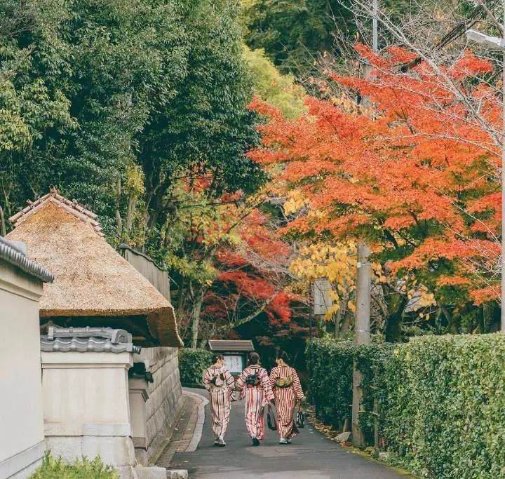 红了：10-12月日本秋季赏枫攻略！                                                                                               日本