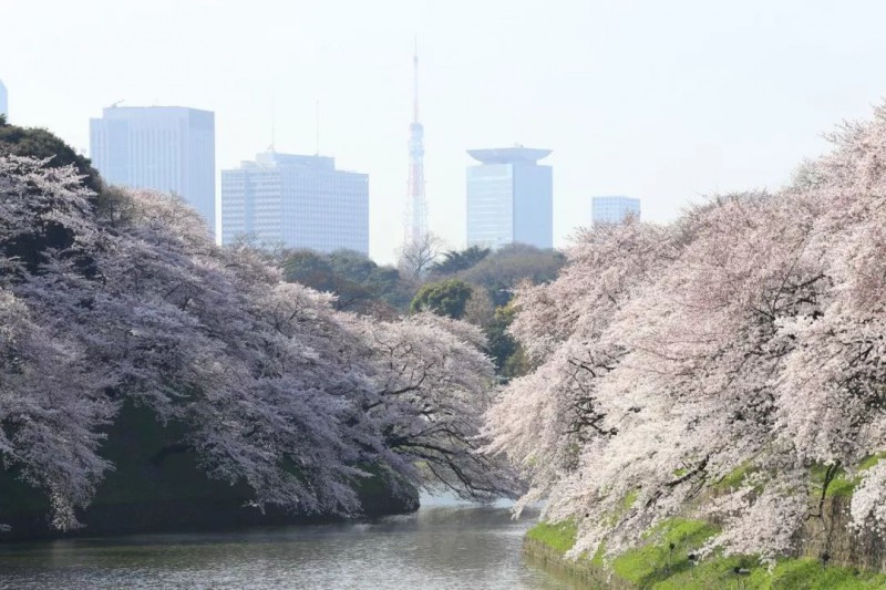 2019日本最全赏樱花攻略：跟着官方预测看遍每片樱花！                                                                                               日本