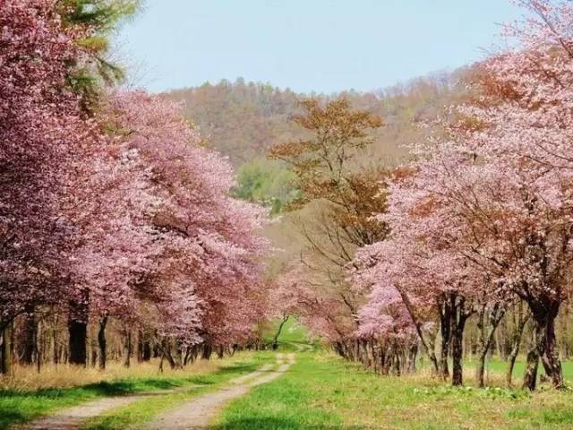 日本最全赏樱花攻略，再也不怕错过日本樱花季！                                                                                               日本