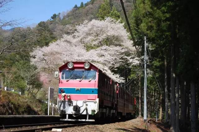 日本最全赏樱花攻略，再也不怕错过日本樱花季！                                                                                               日本