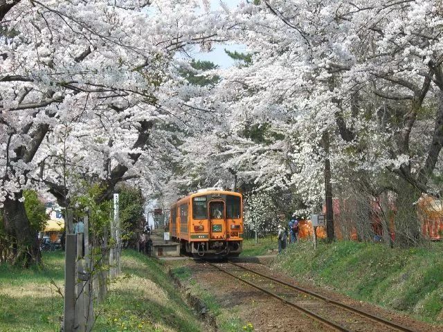 小众癖最爱的日本樱花线路：坐火车、看樱花、泡温泉、吃美食…                                                                                               日本