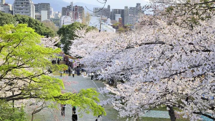 2019日本樱花季：去九州赏早樱、泡温泉、吃美食！                                                                                               日本