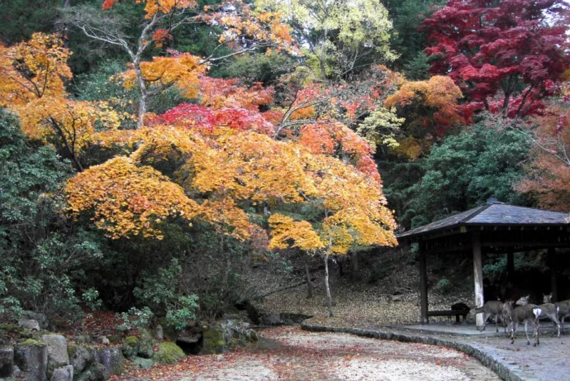 红了：10-12月日本秋季赏枫攻略！                                                                                               日本