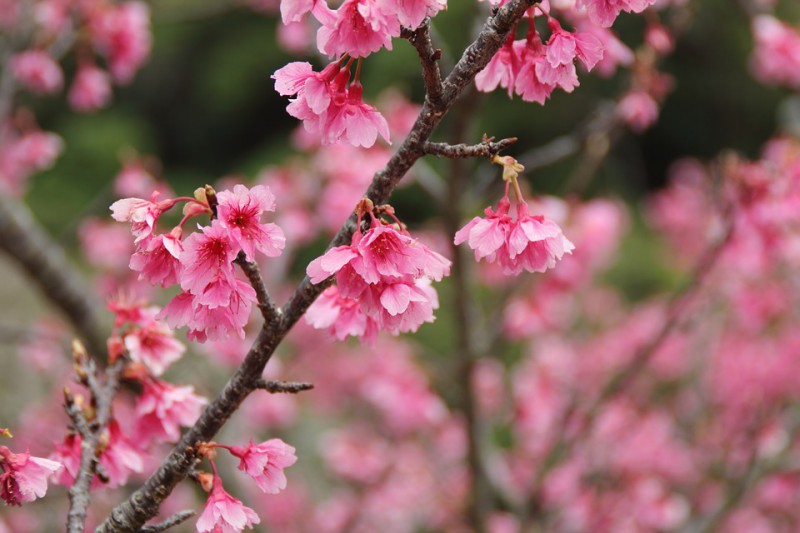 日本的樱花什么时候开？2019日本樱花开放时间介绍                                                                                               日本