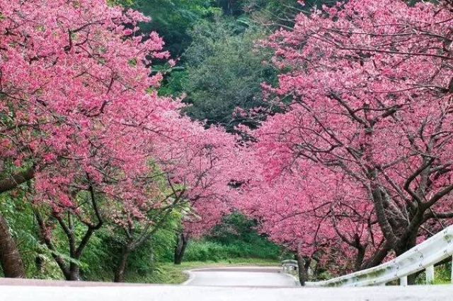 日本最全赏樱花攻略，再也不怕错过日本樱花季！                                                                                               日本