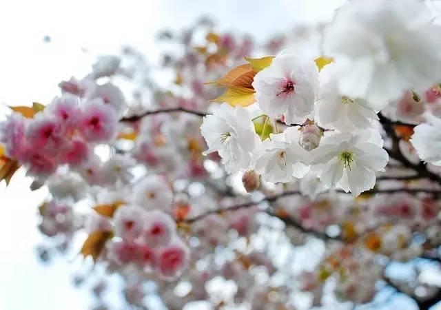 日本最全赏樱花攻略，再也不怕错过日本樱花季！                                                                                               日本