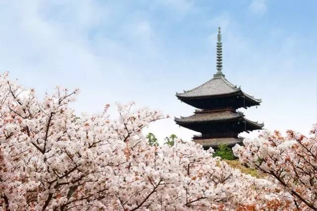 日本最全赏樱花攻略，再也不怕错过日本樱花季！                                                                                               日本