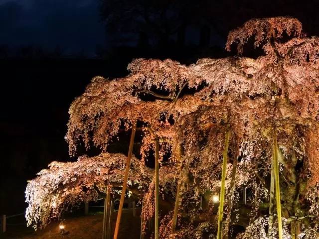 日本最全赏樱花攻略，再也不怕错过日本樱花季！                                                                                               日本