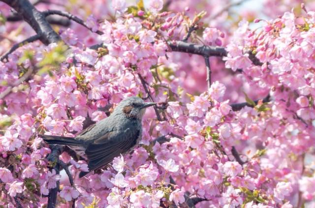 日本最全赏樱花攻略，再也不怕错过日本樱花季！                                                                                               日本