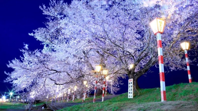 小众癖最爱的日本樱花线路：坐火车、看樱花、泡温泉、吃美食…                                                                                               日本