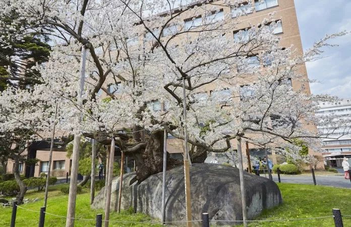 小众癖最爱的日本樱花线路：坐火车、看樱花、泡温泉、吃美食…                                                                                               日本