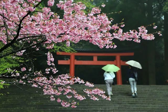 2019日本樱花季：去九州赏早樱、泡温泉、吃美食！                                                                                               日本