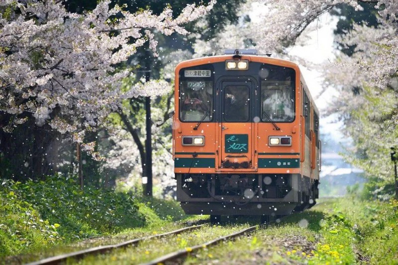 小众癖最爱的日本樱花线路：坐火车、看樱花、泡温泉、吃美食…                                                                                               日本