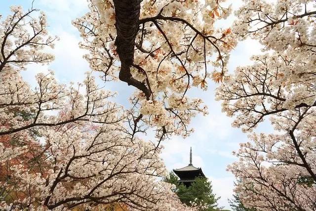 日本最全赏樱花攻略，再也不怕错过日本樱花季！                                                                                               日本