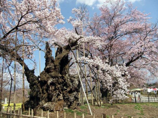 日本最全赏樱花攻略，再也不怕错过日本樱花季！                                                                                               日本