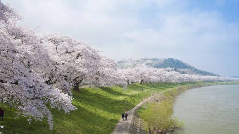 日本樱花攻略：清明小长假去这里，人少樱美，距离还近！                                                                                               日本