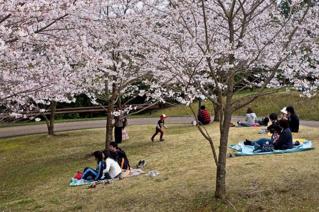 日本最全赏樱花攻略，再也不怕错过日本樱花季！                                                                                               日本