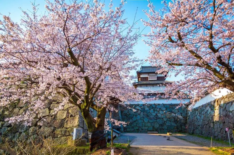 2019日本樱花季：去九州赏早樱、泡温泉、吃美食！                                                                                               日本
