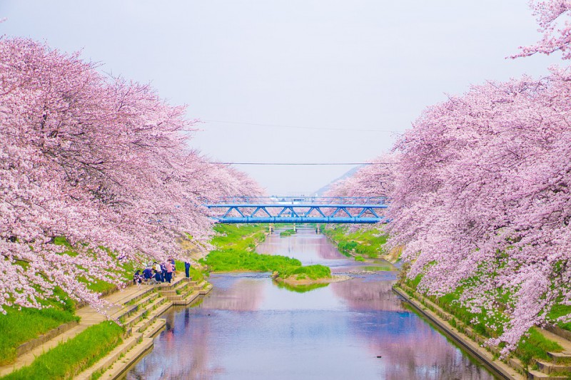 日本的樱花什么时候开？2019日本樱花开放时间预告                                                                                               日本