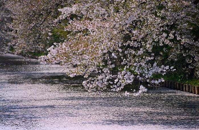 小众癖最爱的日本樱花线路：坐火车、看樱花、泡温泉、吃美食…                                                                                               日本