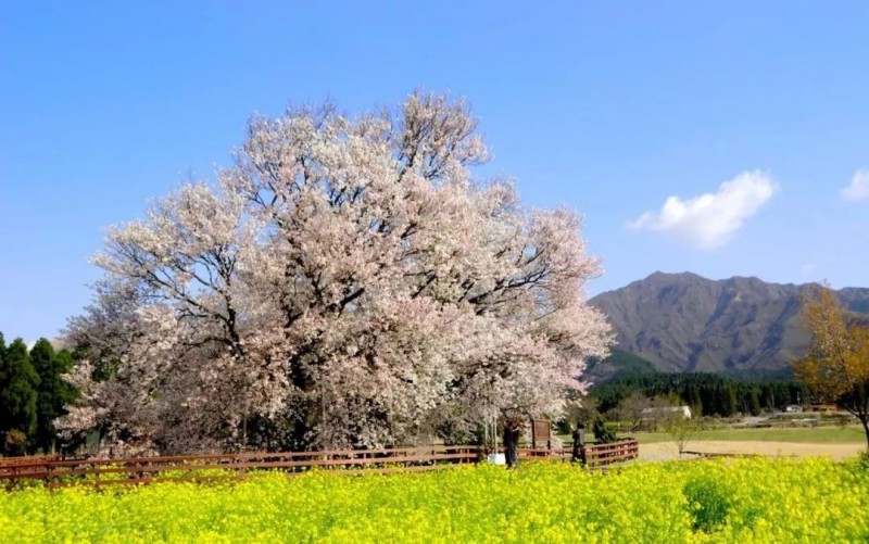 2019日本樱花季：去九州赏早樱、泡温泉、吃美食！                                                                                               日本