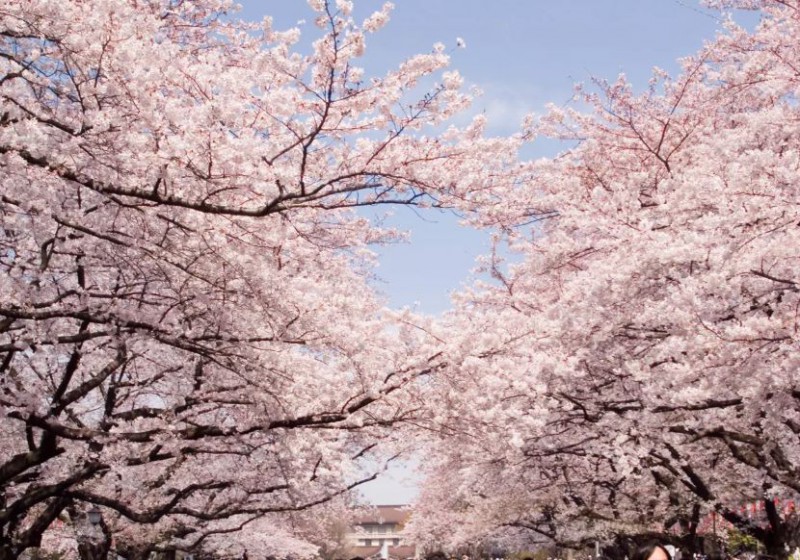 2019日本最全赏樱花攻略：跟着官方预测看遍每片樱花！                                                                                               日本