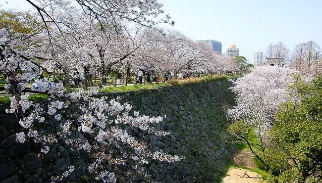 2019日本樱花季：去九州赏早樱、泡温泉、吃美食！                                                                                               日本