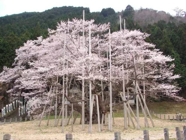 日本最全赏樱花攻略，再也不怕错过日本樱花季！                                                                                               日本